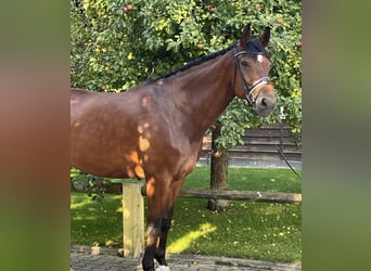 Hanoverian, Gelding, 11 years, 17,1 hh, Brown