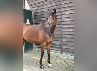 Hanoverian, Gelding, 11 years, 17,1 hh, Brown