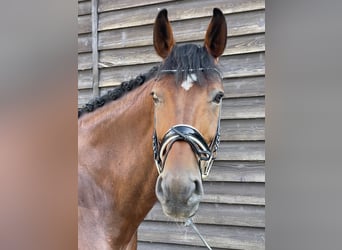 Hanoverian, Gelding, 11 years, 17,1 hh, Brown