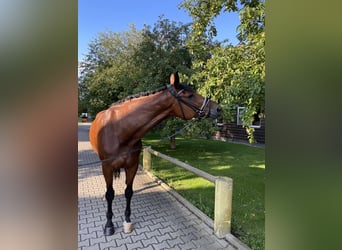 Hanoverian, Gelding, 11 years, 17,1 hh, Brown