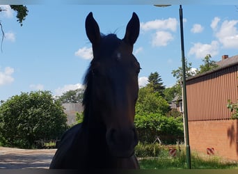 Hanoverian, Gelding, 11 years, 17.1 hh, Smoky-Black