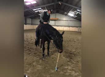 Hanoverian, Gelding, 11 years, 17.1 hh, Smoky-Black