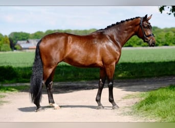Hanoverian, Gelding, 11 years, 17.2 hh, Brown-Light