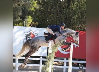 Hanoverian, Gelding, 11 years, 17.2 hh, Gray