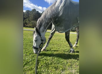 Hanoverian, Gelding, 11 years, 17.2 hh, Gray