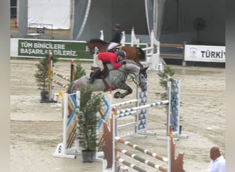 Hanoverian, Gelding, 11 years, 17.2 hh, Gray