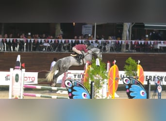 Hanoverian, Gelding, 11 years, 17.2 hh, Gray