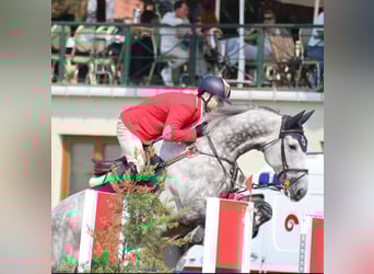Hanoverian, Gelding, 11 years, 17.2 hh, Gray