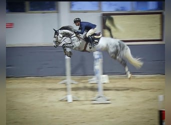 Hanoverian, Gelding, 11 years, 17.2 hh, Gray