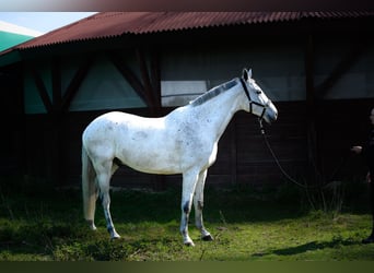 Hanoverian Mix, Gelding, 11 years, 17.2 hh, Grey-Fleabitten