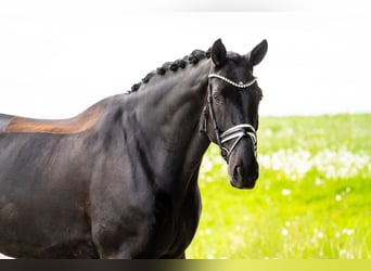 Hanoverian, Gelding, 11 years, 17.3 hh, Black