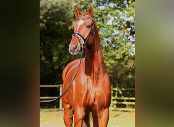 Hanoverian, Gelding, 11 years, 17,3 hh, Chestnut-Red