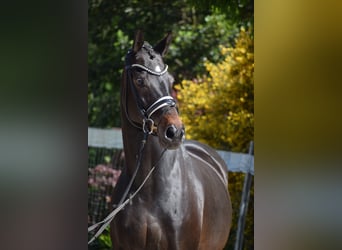 Hanoverian, Gelding, 11 years, 17 hh, Bay-Dark