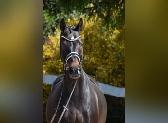 Hanoverian, Gelding, 11 years, 17 hh, Bay-Dark
