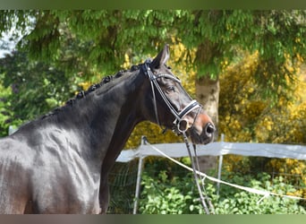 Hanoverian, Gelding, 11 years, 17 hh, Bay-Dark