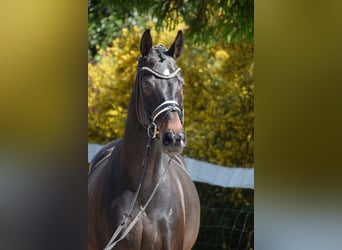 Hanoverian, Gelding, 11 years, 17 hh, Bay-Dark