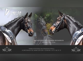 Hanoverian, Gelding, 11 years, 17 hh, Bay-Dark