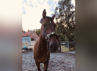 Hanoverian, Gelding, 11 years, 17 hh, Bay-Dark