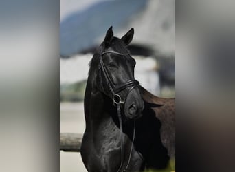 Hanoverian, Gelding, 11 years, 17 hh, Black