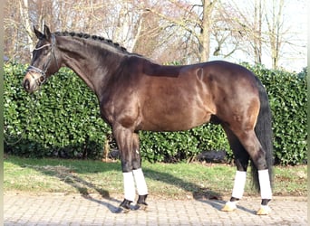Hanoverian, Gelding, 11 years, 17 hh, Black