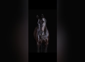 Hanoverian, Gelding, 11 years, 17 hh, Black