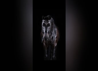 Hanoverian, Gelding, 11 years, 17 hh, Black