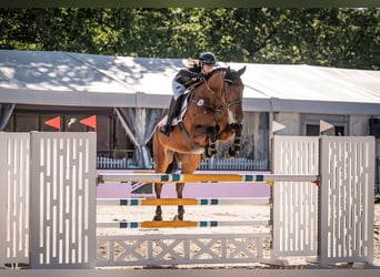 Hanoverian, Gelding, 11 years, 17 hh, Brown