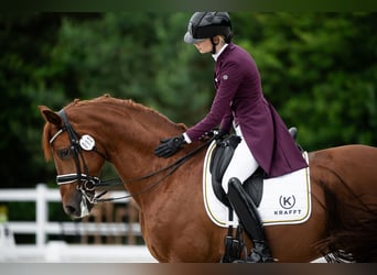 Hanoverian, Gelding, 11 years, 17 hh, Chestnut-Red
