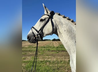 Hanoverian, Gelding, 11 years, 17 hh, White