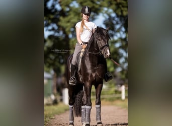 Hanoverian, Gelding, 11 years, 17,1 hh, Black