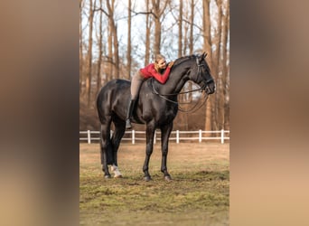 Hanoverian, Gelding, 11 years, 17,1 hh, Black