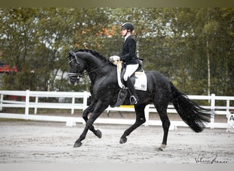 Hanoverian, Gelding, 11 years, 17,1 hh, Black