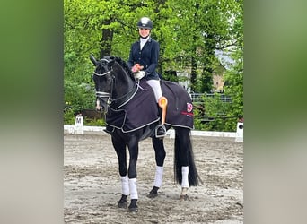 Hanoverian, Gelding, 11 years, 17,1 hh, Black