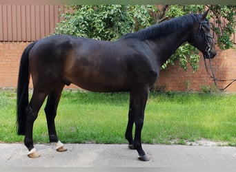 Hanoverian, Gelding, 11 years, 17,1 hh, Smoky-Black