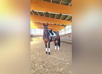 Hanoverian, Gelding, 11 years, 18.2 hh, Brown