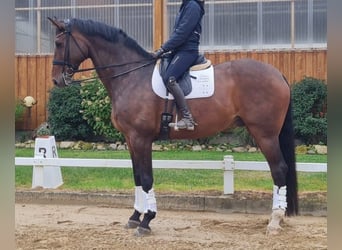 Hanoverian, Gelding, 11 years, 18.2 hh, Brown