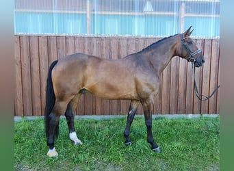 Hanoverian, Gelding, 11 years, 18.2 hh, Brown
