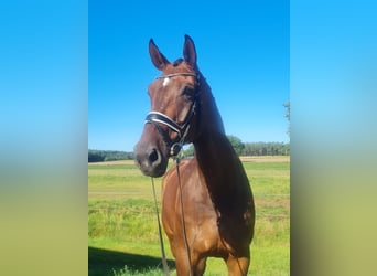 Hanoverian, Gelding, 11 years, 18.2 hh, Brown