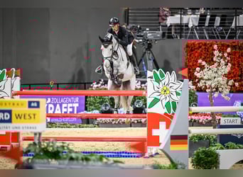 Hanoverian, Gelding, 11 years, Grey