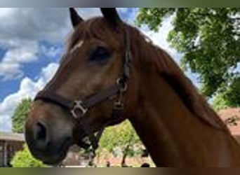 Hanoverian Mix, Gelding, 12 years, 14,3 hh, Chestnut-Red