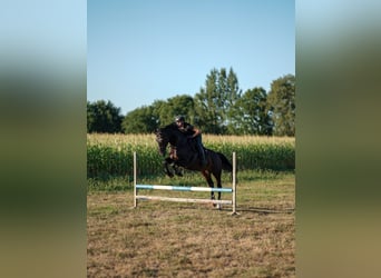 Hanoverian, Gelding, 12 years, 16.1 hh, Black