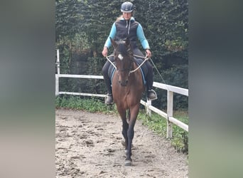 Hanoverian, Gelding, 12 years, 16.1 hh, Brown