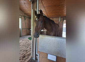 Hanoverian, Gelding, 12 years, 16.1 hh, Brown