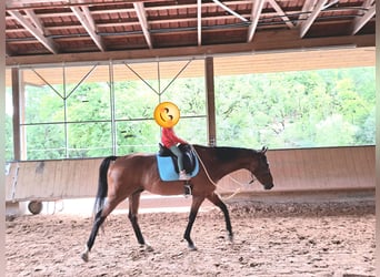 Hanoverian, Gelding, 12 years, 16.1 hh, Brown