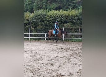 Hanoverian, Gelding, 12 years, 16.1 hh, Brown