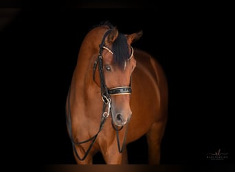Hanoverian, Gelding, 12 years, 16.1 hh, Brown