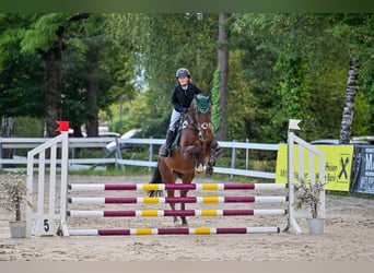 Hanoverian, Gelding, 12 years, 16.1 hh, Brown