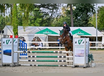 Hanoverian, Gelding, 12 years, 16.1 hh, Brown