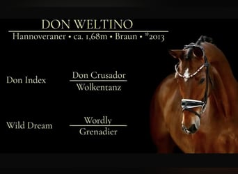 Hanoverian, Gelding, 12 years, 16.1 hh, Brown