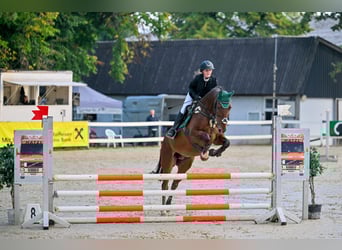 Hanoverian, Gelding, 12 years, 16.1 hh, Brown